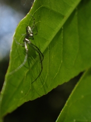 Leucauge dromedaria