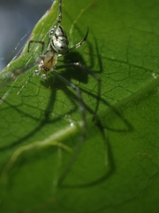 Leucauge dromedaria