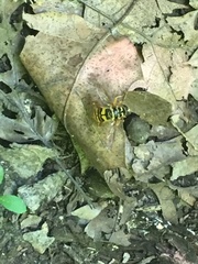 Milesia virginiensis