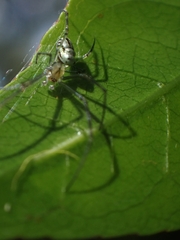 Leucauge dromedaria