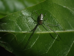 Leucauge dromedaria