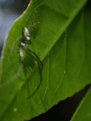 Leucauge dromedaria