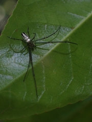 Leucauge dromedaria