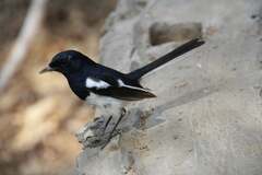 Copsychus albospecularis