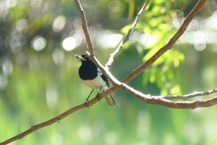 Copsychus albospecularis