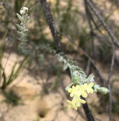 Pimelea octophylla