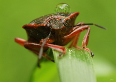 Pinthaeus sanguinipes