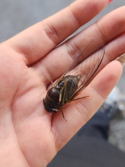 Fidicinoides ferruginosa