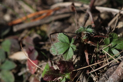 Potentilla canadensis