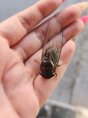 Fidicinoides ferruginosa