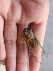 Fidicinoides ferruginosa