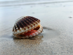 Acanthocardia echinata