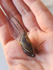 Fidicinoides ferruginosa