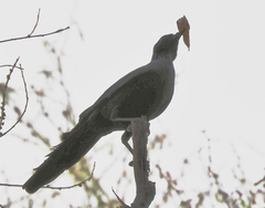Lamprotornis australis