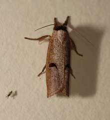 Pilostibes stigmatias