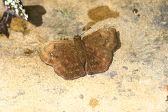 Bolla cylindus