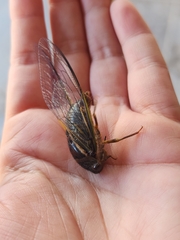 Fidicinoides ferruginosa