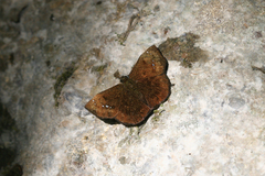 Bolla cylindus