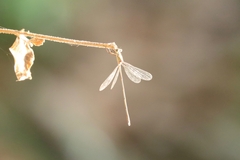 Anisoptera