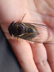Fidicinoides ferruginosa