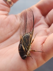 Fidicinoides ferruginosa