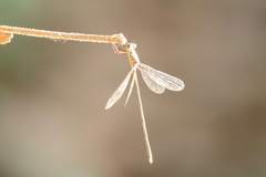 Anisoptera