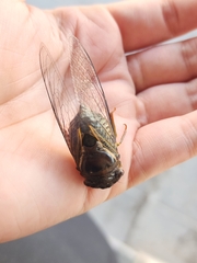 Fidicinoides ferruginosa