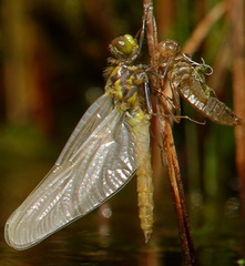 Leucorrhinia dubia