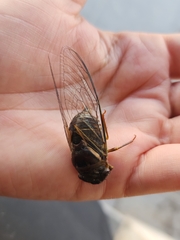 Fidicinoides ferruginosa