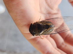 Fidicinoides ferruginosa