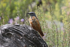 Monticola saxatilis