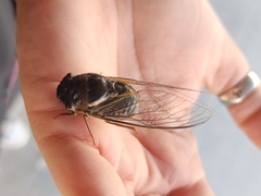 Fidicinoides ferruginosa