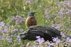 Monticola saxatilis