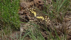 Papilio demodocus