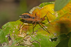 Gminatus