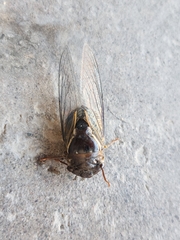 Fidicinoides ferruginosa