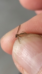 Culicinae