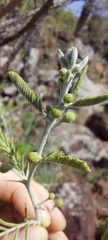 Vachellia davyi