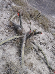 Borzicactus