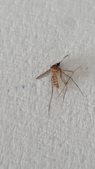 Culicinae