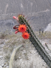 Borzicactus