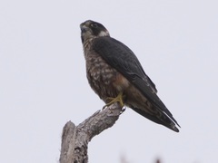 Falco longipennis
