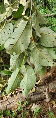 Alnus nepalensis