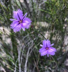 Thysanotus racemoides