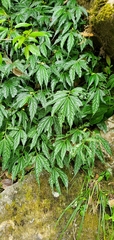 Elatostema