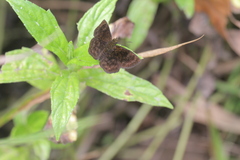 Bolla