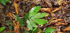 Elatostema