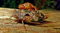 Cicadidae