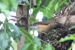Turdus pelios centralis