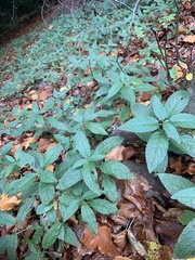 Mercurialis perennis